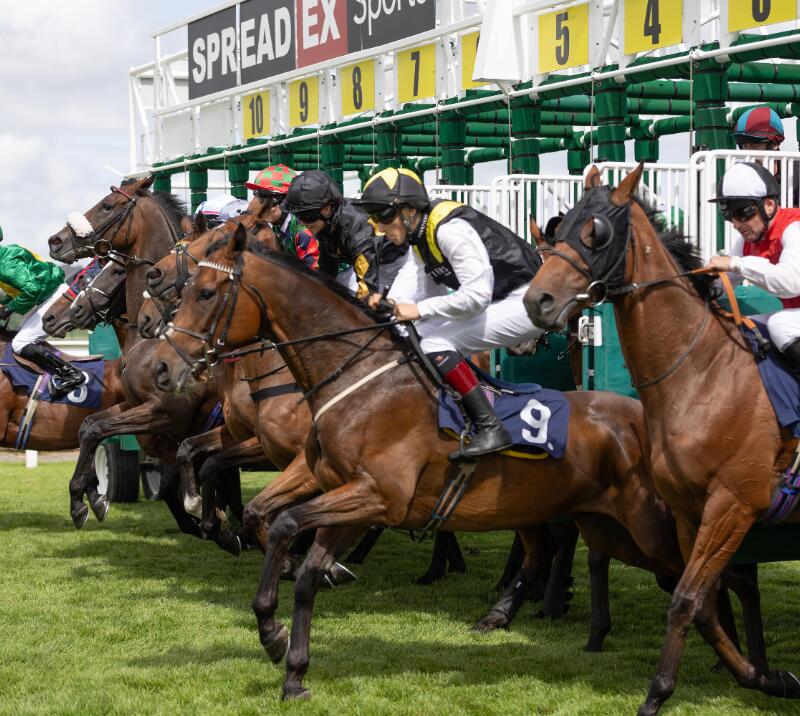 Horses powering out the starting gate at Ffos Las Racecourse