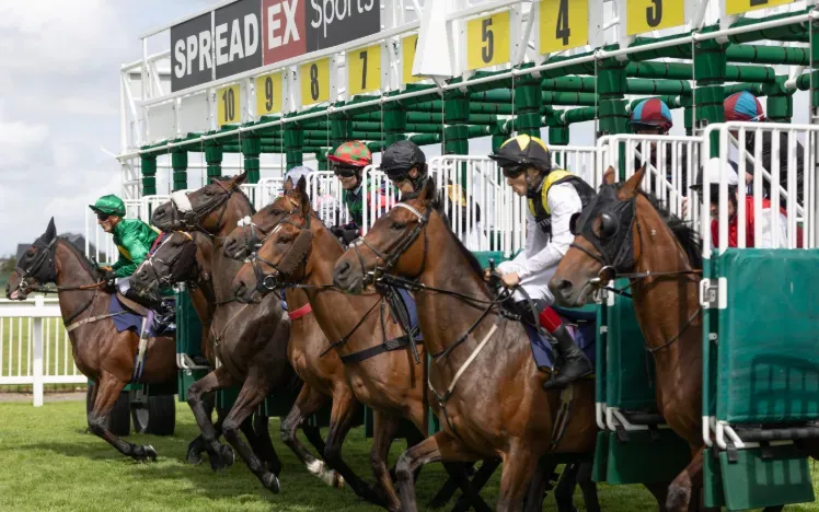 Horses leaving the starting stalls at Ffos Las Racecourse